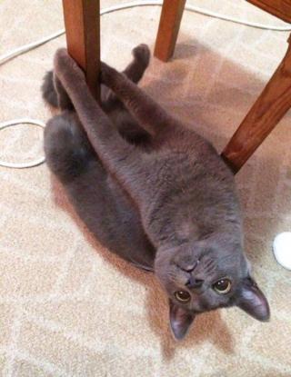 Illustration de l'article : 20 photos drôlissimes de chats qui agissent de manière illogique