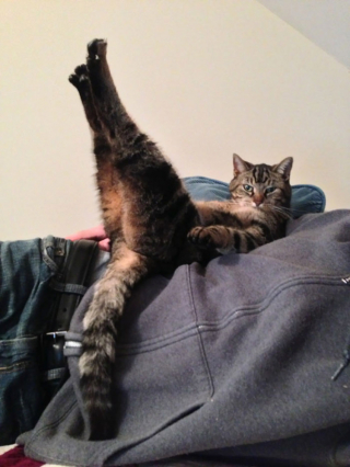 Illustration de l'article : 20 photos drôlissimes de chats qui agissent de manière illogique