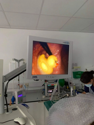 Illustration de l'article : Un vétérinaire décide d'opérer en urgence ce chien après avoir fait la découverte d'un objet stupéfiant dans son estomac