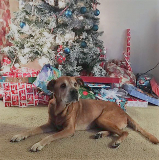 Illustration de l'article : Initialement venu faire un don, ce couple n'a pas pu repartir du refuge sans ce chien âgé de 17 ans