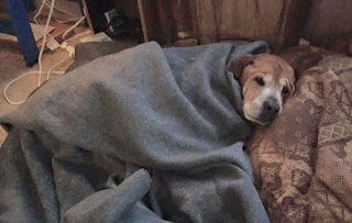 Illustration de l'article : Initialement venu faire un don, ce couple n'a pas pu repartir du refuge sans ce chien âgé de 17 ans