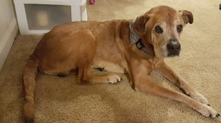 Illustration de l'article : Initialement venu faire un don, ce couple n'a pas pu repartir du refuge sans ce chien âgé de 17 ans