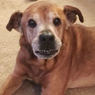 Illustration de l'article : Initialement venu faire un don, ce couple n'a pas pu repartir du refuge sans ce chien âgé de 17 ans