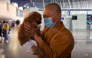 Illustration de l'article : Découvrez l'histoire de ce moine bouddhiste qui a dédié près de 30 ans de sa vie au sauvetage des chiens et chats errants