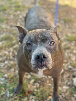 Illustration de l'article : Découverte abandonnée avec son panier sur un parking, cette chienne a ému les personnes venues à son secours