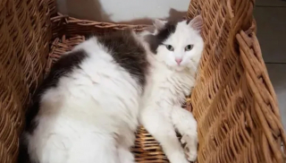 Illustration de l'article : L'incroyable périple d'un chat qui se retrouve involontairement à 400 kilomètres de sa maison !