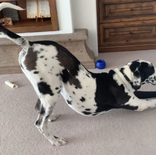 Illustration de l'article : Un Dogue Allemand avale un jouet qui lui endommage les intestins et provoque d'inévitables flatulences (vidéo)