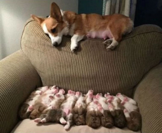 Illustration de l'article : 16 portraits attendrissants de chiennes qui dorlotent leurs petits