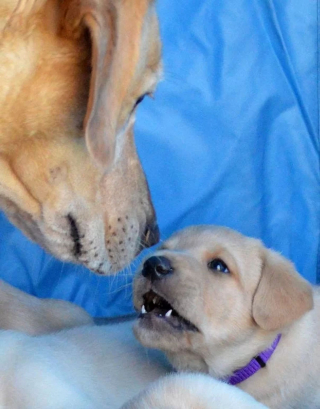 Illustration de l'article : 16 portraits attendrissants de chiennes qui dorlotent leurs petits