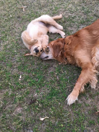 Illustration de l'article : 16 portraits attendrissants de chiennes qui dorlotent leurs petits