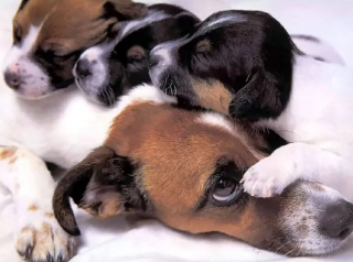 Illustration de l'article : 16 portraits attendrissants de chiennes qui dorlotent leurs petits