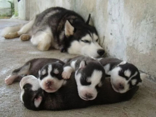 Illustration de l'article : 16 portraits attendrissants de chiennes qui dorlotent leurs petits