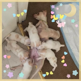 Illustration de l'article : 16 portraits attendrissants de chiennes qui dorlotent leurs petits