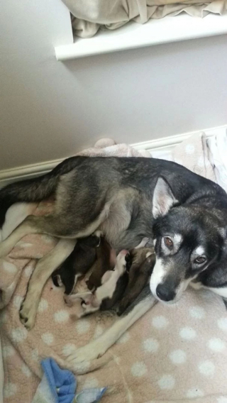 Illustration de l'article : 16 portraits attendrissants de chiennes qui dorlotent leurs petits