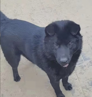 Illustration de l'article : Rescapé d'un abattoir chinois, ce chien est prêt à connaître un nouveau départ (vidéo)