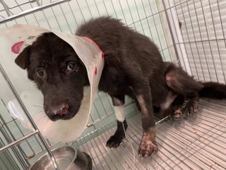 Illustration de l'article : Rescapé d'un abattoir chinois, ce chien est prêt à connaître un nouveau départ (vidéo)