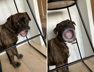 Illustration de l'article : 12 photos de chiens adorables ayant conservé leur attitude enfantine