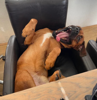 Illustration de l'article : 12 photos de chiens adorables ayant conservé leur attitude enfantine