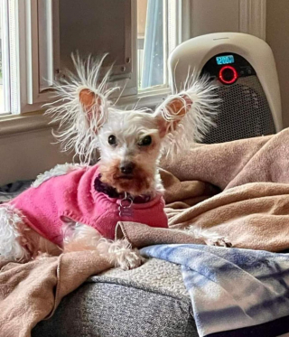 Illustration de l'article : 12 photos de chiens adorables ayant conservé leur attitude enfantine