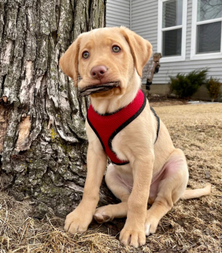 Illustration de l'article : 12 photos de chiens adorables ayant conservé leur attitude enfantine