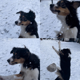 Illustration de l'article : 12 photos de chiens adorables ayant conservé leur attitude enfantine