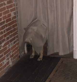 Illustration de l'article : 12 photos de chiens adorables ayant conservé leur attitude enfantine