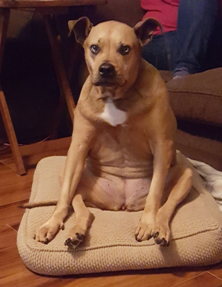 Illustration de l'article : 12 photos de chiens adorables ayant conservé leur attitude enfantine