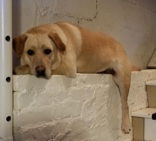 Illustration de l'article : 12 photos de chiens adorables ayant conservé leur attitude enfantine