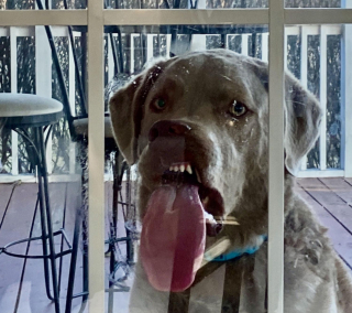 Illustration de l'article : 12 photos de chiens adorables ayant conservé leur attitude enfantine