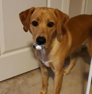 Illustration de l'article : 12 photos de chiens adorables ayant conservé leur attitude enfantine