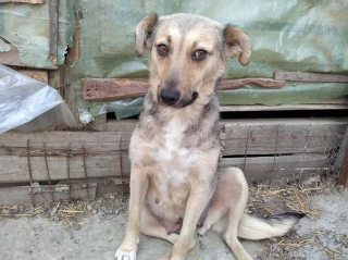 Illustration de l'article : « Des enfants lui jetaient des pierres » : cette chienne errante et brutalisée attend depuis un an sa nouvelle famille