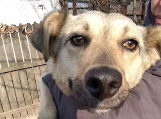 Illustration de l'article : « Des enfants lui jetaient des pierres » : cette chienne errante et brutalisée attend depuis un an sa nouvelle famille