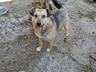 Illustration de l'article : « Des enfants lui jetaient des pierres » : cette chienne errante et brutalisée attend depuis un an sa nouvelle famille