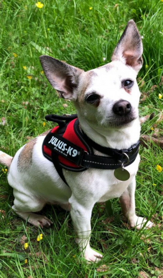 Illustration de l'article : Des bénévoles donnent la parole à un chien senior en quête de la famille de ses rêves dans une lettre émouvante