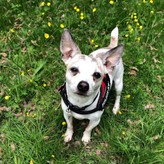 Illustration de l'article : Des bénévoles donnent la parole à un chien senior en quête de la famille de ses rêves dans une lettre émouvante