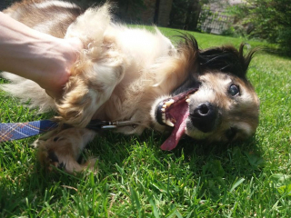 Illustration de l'article : Ce chien senior surmonte abandon, brutalité et problèmes de santé avant de goûter pleinement au bonheur