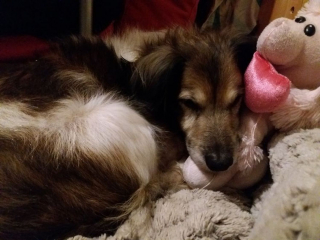 Illustration de l'article : Ce chien senior surmonte abandon, brutalité et problèmes de santé avant de goûter pleinement au bonheur