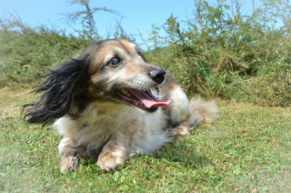 Illustration de l'article : Ce chien senior surmonte abandon, brutalité et problèmes de santé avant de goûter pleinement au bonheur