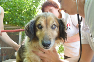 Illustration de l'article : Ce chien senior surmonte abandon, brutalité et problèmes de santé avant de goûter pleinement au bonheur