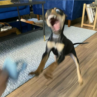 Illustration de l'article : 12 photos d'animaux dont les idées saugrenues et les comportements étranges vous feront rire