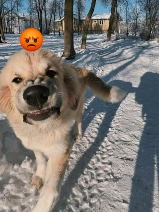 Illustration de l'article : 12 photos d'animaux dont les idées saugrenues et les comportements étranges vous feront rire