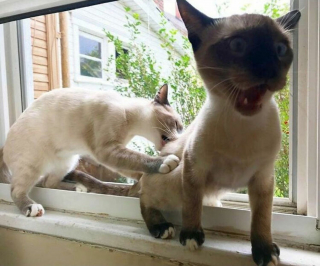 Illustration de l'article : 12 photos d'animaux dont les idées saugrenues et les comportements étranges vous feront rire