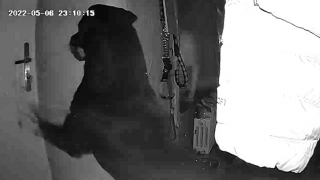 Illustration de l'article : L'escapade amusante d'un Rottweiler qui s'échappe de son domicile pour se rendre dans son bar préféré