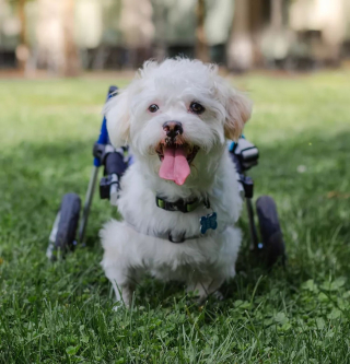 Illustration de l'article : « Quand il a eu ses roues, il était plus heureux » : un petit chien abandonné et paralysé retrouve la joie de vivre