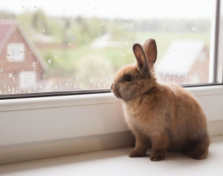 Illustration de l'article : 10 photos de chats et de chiens ayant de drôles de manières pour occuper leur temps libre