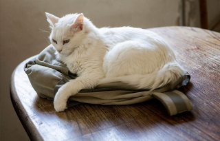 Illustration de l'article : 10 photos de chats et de chiens ayant de drôles de manières pour occuper leur temps libre