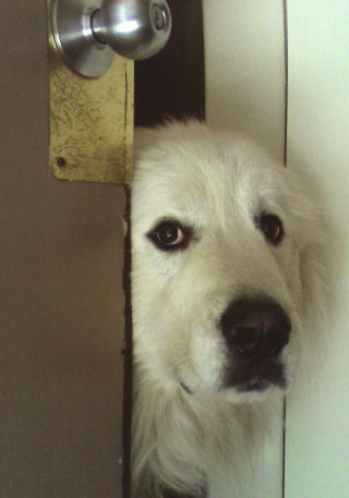 Illustration de l'article : 10 photos de chats et de chiens ayant de drôles de manières pour occuper leur temps libre