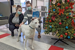 Illustration de l'article : Une chienne sourde qui n'intéressait personne trouve l'amour après 8 mois au refuge