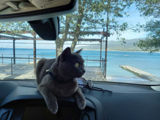 Illustration de l'article : 13 photos d'une chatte qui mène une vie d'aventurière et respire la joie de vivre