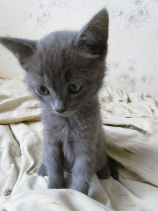 Illustration de l'article : 13 photos d'une chatte qui mène une vie d'aventurière et respire la joie de vivre